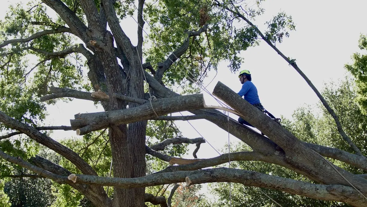 Professional Hazardous Tree Removal performed by certified arborists in Blacklick